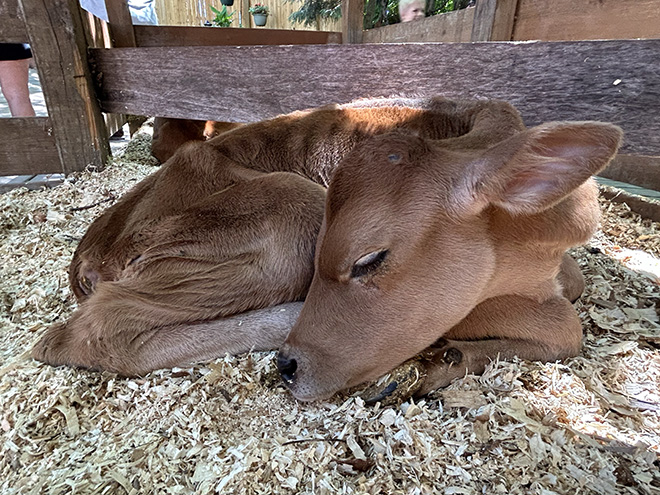 a calf sleeping in his stall at the Carver County Fair