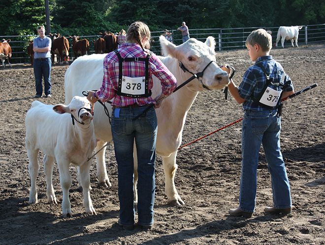 two 4-H youth showing a cow and her calf at the Carver County Fair