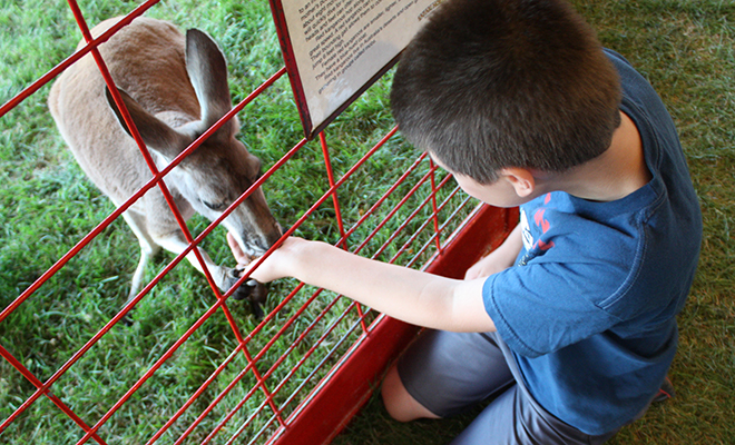 a boy feeds a kangaroo at the Exotic Zoo at the Carver County Fair