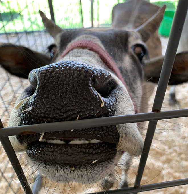 closeup of a cow nose at the exotic zoo