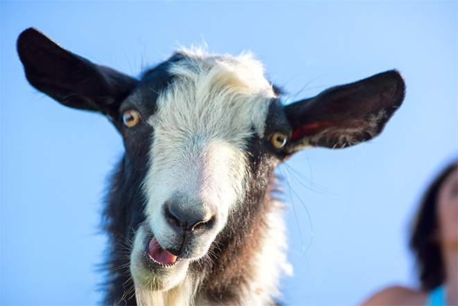 a black and white goat looks down at the camera while a woman in the background does yoga