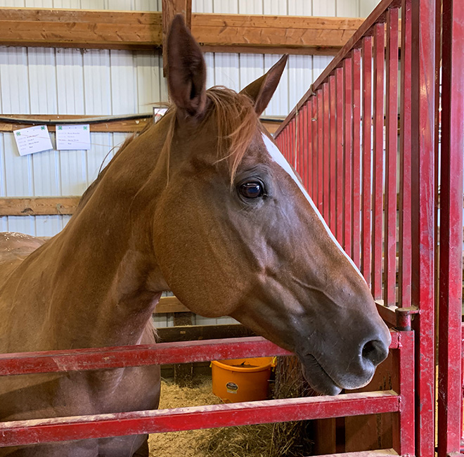 a brown horse waits in her stall at the Carver County Fair