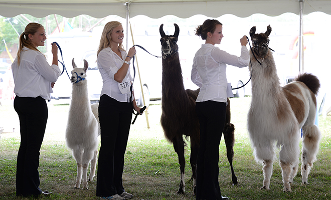 three 4-H youth pose with their llamas during judging in the Show Tent at the Carver County Fair