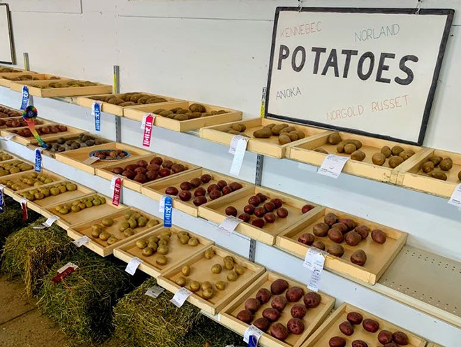 potato exhibits on display at the Carver County Fair Agriculture Building