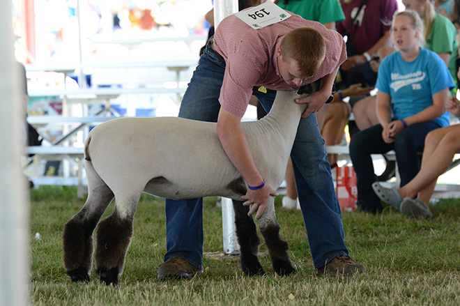an exhibitor adjusts his sheep during judging