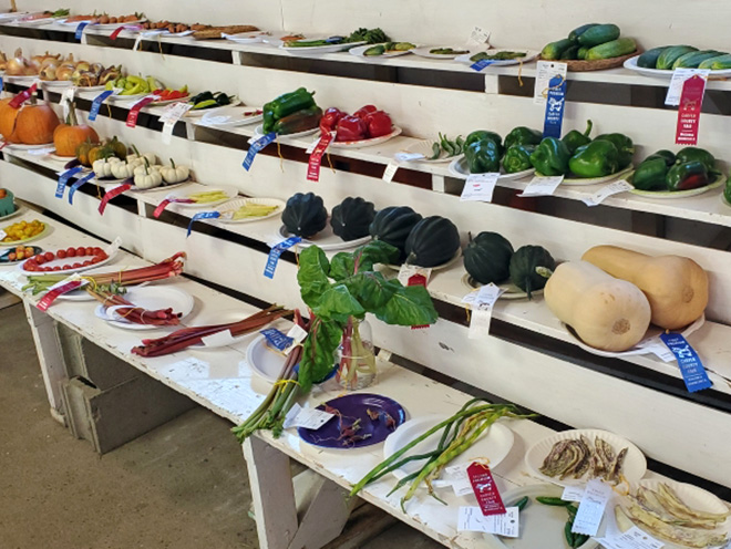 vegetable exhibits at the Carver County Fair