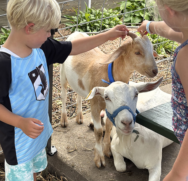 two kids feel the horns of a goat kid