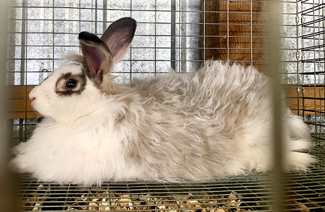 an angora rabbit in a cage at the Carver County Fair
