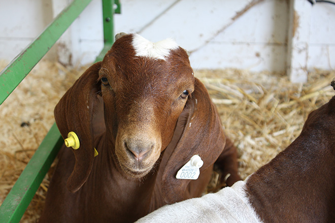 a brown goat kid with ear tags