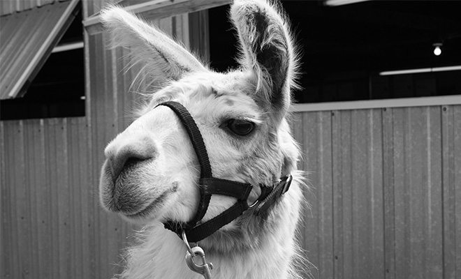 black and white photo of a llama wearing a halter