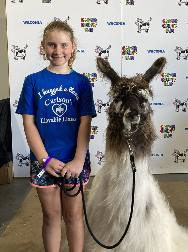 a girl poses with a llama at the Carver County Fair