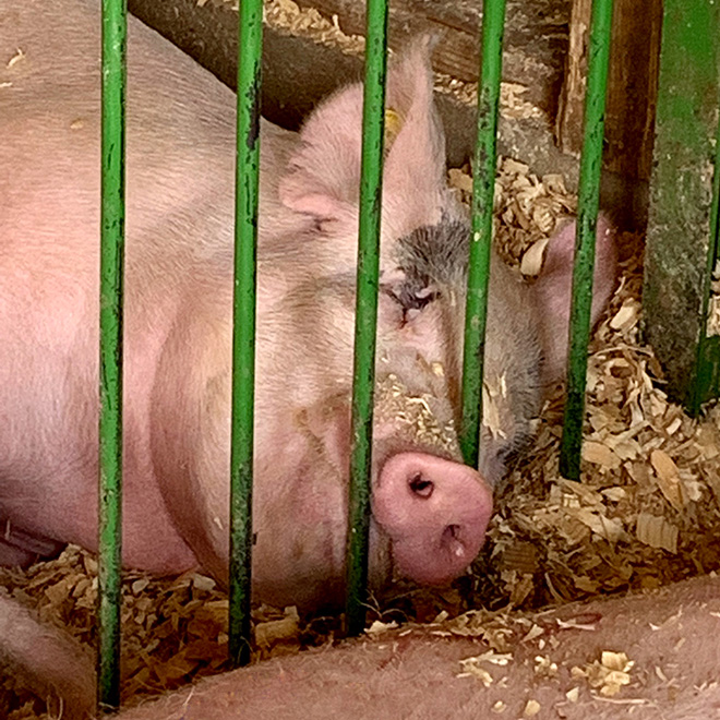 a swine snoozes with her nose out of the pen at the Carver County Fair