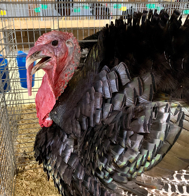 a large male turkey in a cage at the Carver County Fair