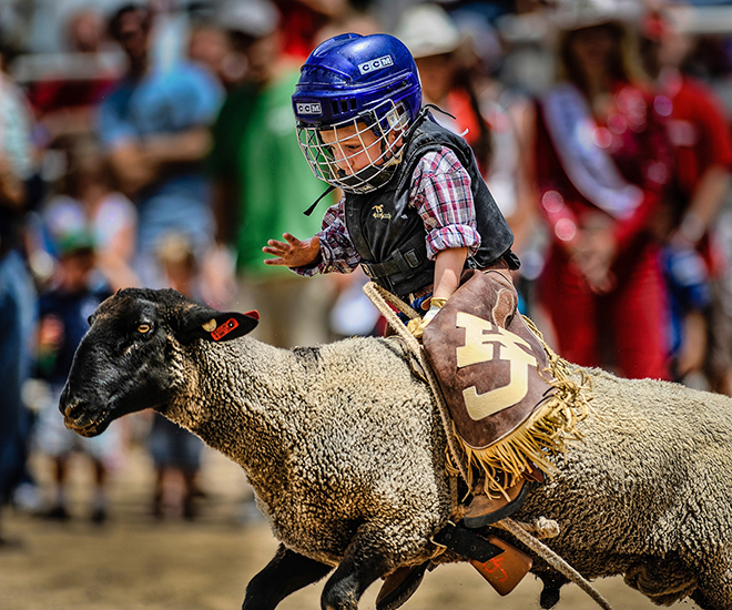a child rides a sheep during a Mutton Bustin' competition