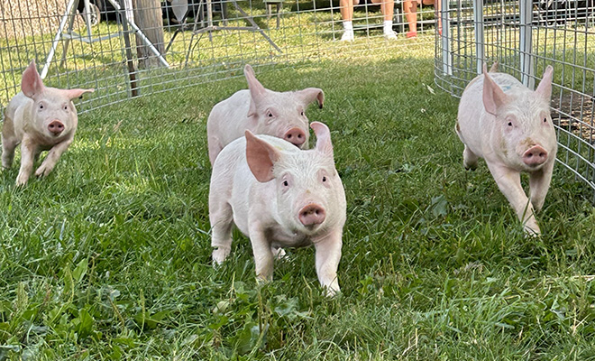 three pigs racing at the Carver County Fair