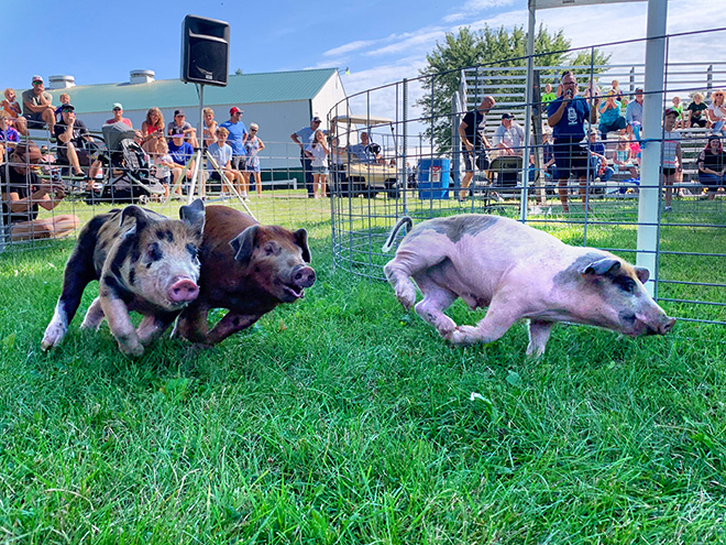 three pigs running in the Carver County Fair pig races