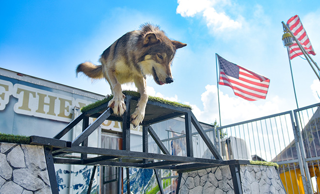 a wolf prepares to jump down off of scaffolding during a performance